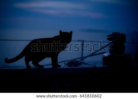Cat on sailboat at dusk in harbor of Cuttyhunk Island, Massachusetts, Cat walking in cockpit next to cleat and wench of boat at dusk anchored out in harbor at sea near Cuttyhunk Island, Massachusetts Stock photo © 