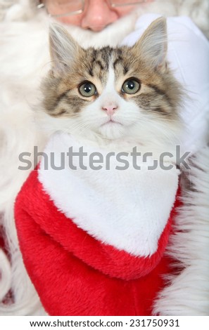 Similar – Cat playing a red ribbon on a floor. View from above