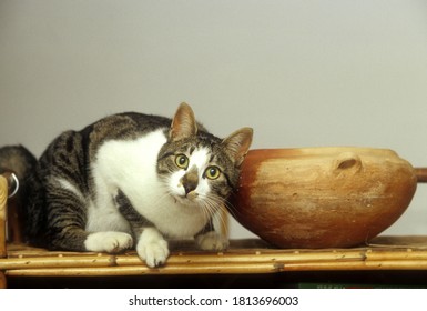 Cat On Shelf With Odd Expression