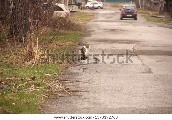 The cat is on the side of the road. The grass is
green. Spring.
