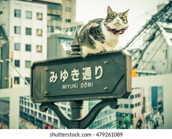 Cat On A Signal In Ginza In Tokyo, Japan