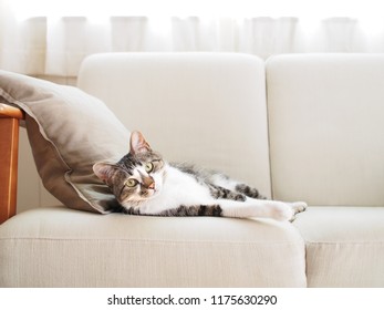 Cat on a sofa - Shutterstock ID 1175630290