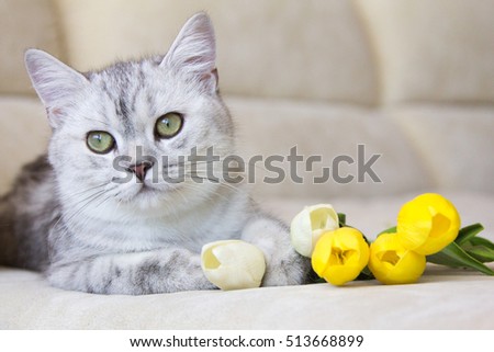cat on sofa