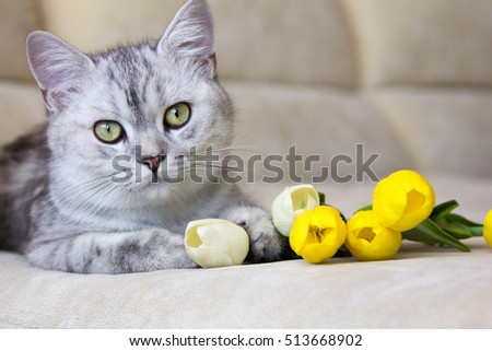 cat on sofa