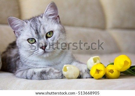cat on sofa