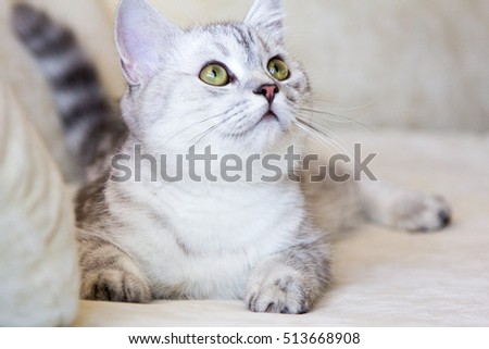 cat on sofa