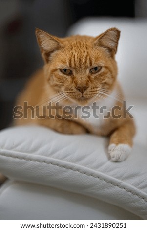 Cat on the sofa. Red Cat. Cute fluffy Kitten. Home pet. Green eyes cat. Kitten portrait. Adorable pretty kitty. Beautiful animals. Domestic young tabby cat.