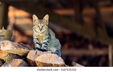 Cat on the stack of firewood