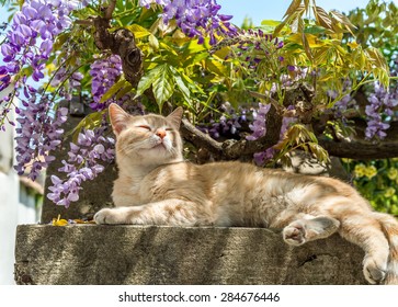 Cat On Stone Fence Over Garden Flowers.