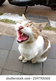 A Cat On The Street Begging For Food From Everyone Around Him 