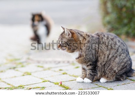 Similar – sehnsüchtiger Blick Tier