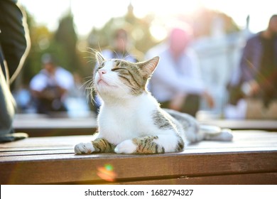 Cat On The Street Of Istanbul, Turkey