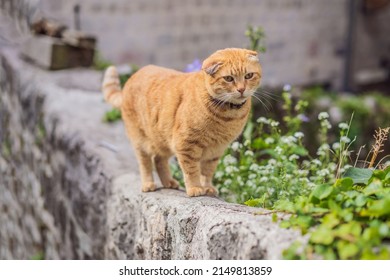 Balkan cat