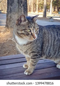 Cat On The Street Of Seoul