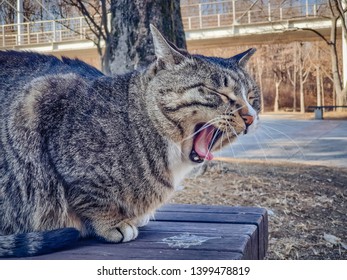 Cat On The Street Of Seoul