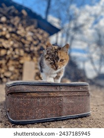 A cat on a suitcase