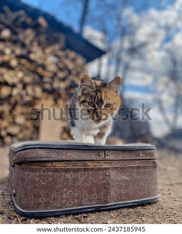 A cat on a suitcase