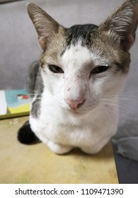 Cat on the table
