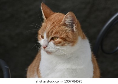 Cat on table