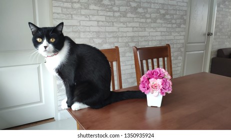 cat on table