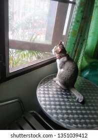 cat on the table