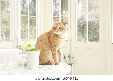 Cat On The Table