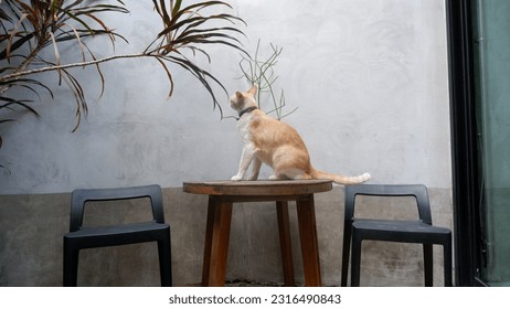A Cat on the table