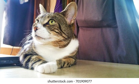 Cat on a table