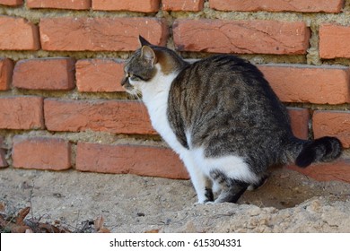 猫のうんこ の画像 写真素材 ベクター画像 Shutterstock