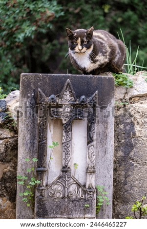 cat on a tombstone, Genova Municipal Cemetery, Mallorca, Balearic Islands, Spain