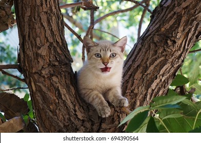 Cat On A Tree!