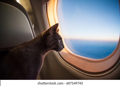 Cat on vacation