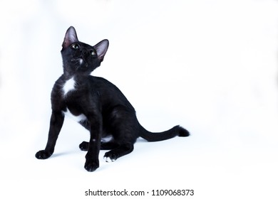 bombay cat for sale ontario