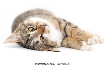 Cat On A White Background