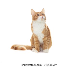 Cat On A White Background