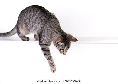 Cat On The White Background