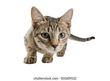 Cat On A White Background