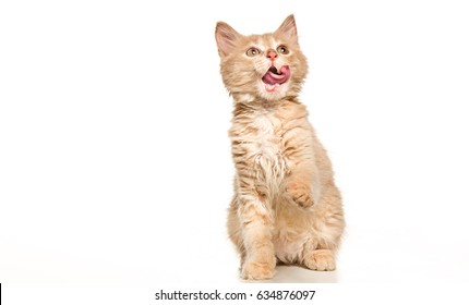 The Cat On White Background