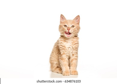 The Cat On White Background