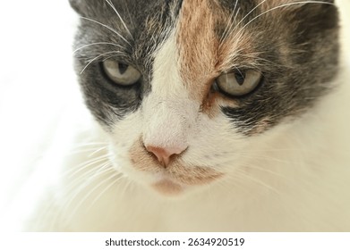 cat on a white background, close up portrait of a cat, close up of a cat, portrait of a cat