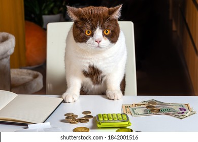 Cat On A White Chair At The White Table With Money, Calculator, Notebook, Fun Work From Home Concept