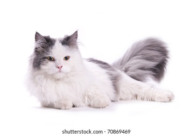 175,069 Sleeping white cat Images, Stock Photos & Vectors | Shutterstock