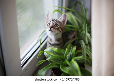 Cat On The White Window With Grass In A Pot. Kitten Play And Surprise Eating Smelling Home Plants. Veterinary Concept Of Damage From Pets. 