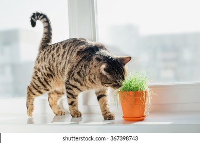 cat on the white window with grass in a pot - Shutterstock ID 367398743