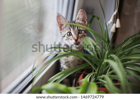 cat on the white window with grass in a pot. Kitten play and surprise eating Smelling home plants. Veterinary Concept of damage from pets. 