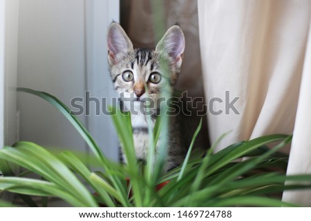 cat on the white window with grass in a pot. Kitten play and surprise eating Smelling home plants. Veterinary Concept of damage from pets. 