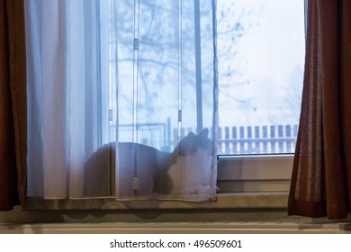 Cat on the window.