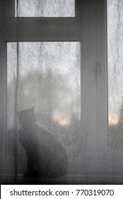 The cat on the window. 