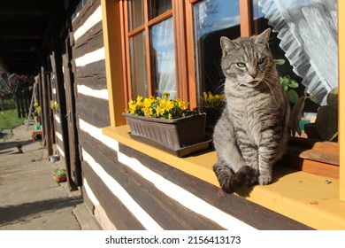 Cat on a window. Beautiful black and grey cat sitting in front of the window by a flower pot with yellow flowers. Wooden house, window, yellow flowers and a cute cat. Rustical spring image.  - Powered by Shutterstock