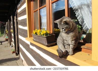 Cat on a window. Beautiful black and grey cat sitting in front of the window by a flower pot with yellow flowers. Wooden house, window, yellow flowers and a cute cat. Rural spring image of curb house  - Powered by Shutterstock